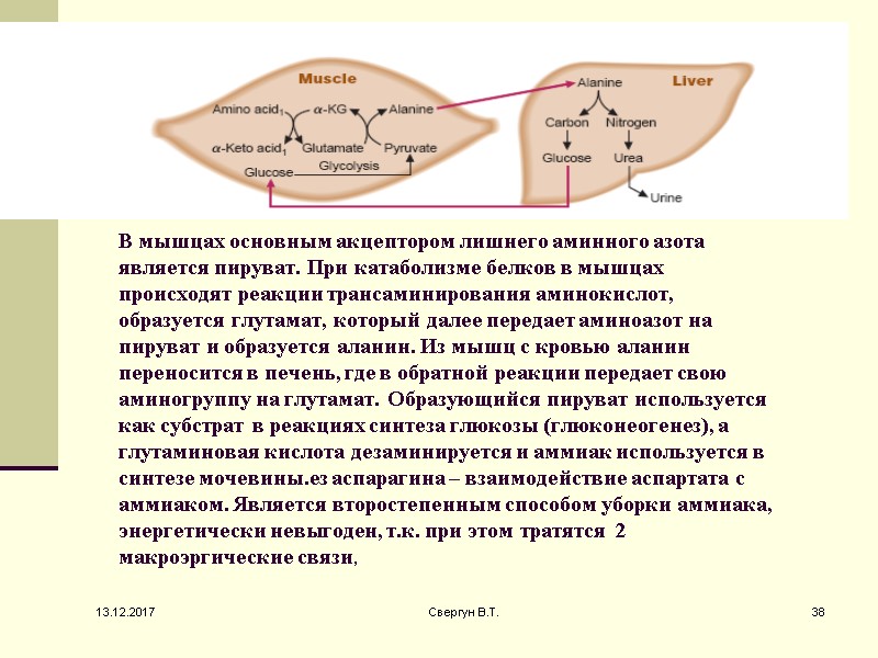 В мышцах основным акцептором лишнего аминного азота является пируват. При катаболизме белков в мышцах